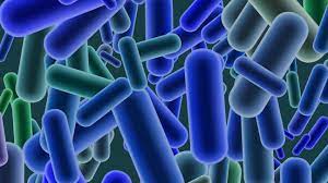 Listeria infection is a foodborne bacterial illness that can be very serious for pregnant women, people older than 65 and healthy people rarely become ill from listeria infection, but the disease can be. Frozen Corn Likely Source Of Ongoing Listeria Monocytogenes Outbreak European Food Safety Authority