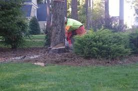 Tree Service Tree Removal Tree Trimming Chattanooga