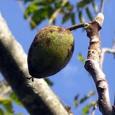 Image result for Buchnera nuttii