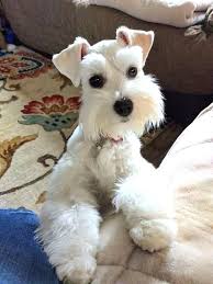 Pin By Kopek Dunyasi On Schnauzer In 2020 Schnauzer Puppy Miniature Schnauzer Puppies Schnauzer