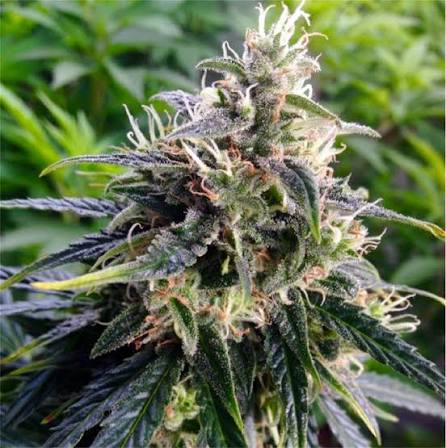 Northern Lights Autoflower Strain