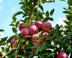 Apple Orchard Farm To Table Kitchen Decor Restaurant Decor Etsy In 2020 Farm Prints Farm Photography Restaurant Decor