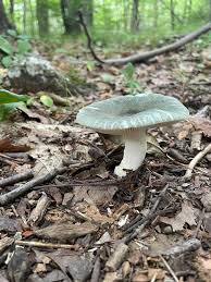 Image result for Russula polyphylla
