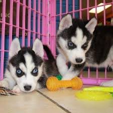 Puppiesforadoption.net is a one stop dog pure breed adorable siberian husky puppies available for free adoption. Siberian Husky And French Bulldog Puppies For Adoption Near Me Photos Facebook