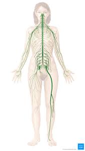 Nervous System Structure Function And Diagram Kenhub