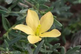 Image result for Menodora heterophylla