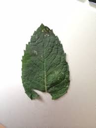 Come high humidity, warm days and nights and rain. Mint White Spots And Dead Leaves On My Mint