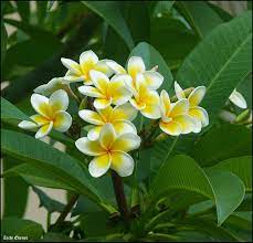 Www Beautyaholicshop Com La Plumeria Caratterizza Molti Prodotti Della Linea Viso Plumeria Flowers Plumeria Tree Plumeria