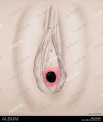 Annular Hymen, Illustration - Album alb3789869