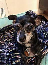 Long beach exterminator offers pest control and bed bugs control for commercial long beach exterminator knows the importance of pets to you. Long Beach Ny Chihuahua Meet Hector A Dog For Adoption Chihuahua Dog Adoption Pet Adoption
