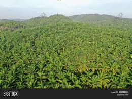 The malaysian palm oil council (mpoc) represents the interests of palm oil growers and small farmers, in malaysia. Palm Oil Plantation Image Photo Free Trial Bigstock