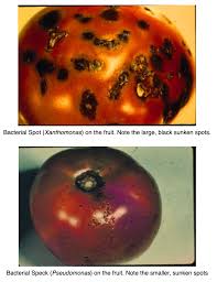 Image result for tomato seedling pseudomonas syringae pv tomato symptoms