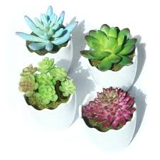 The leaves are light green with a white powder coating, giving it a soft pastel color. Artificial Succulent Plants Fake Succulents Mini Faux Plants For Home Office Docor Resin Pots Blue Green Purple Succulents Walmart Com Walmart Com