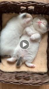 Cats Funny Cats And Kittens Cats Funny Videos Cats Funny Videos Cats Funny Videos Meme Cat Memes Cat Tattoo Ca Cats And Kittens Kittens Funny Cute Baby Animals
