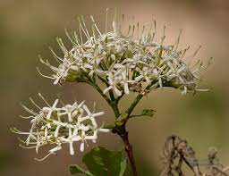 Image result for Pavetta sp. F