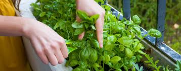 In this free webinar, you'll learn: Growing Your Own Vegetables In Small Spaces Bestfoodfacts Org