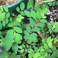 Image result for Phyllanthus mendesii