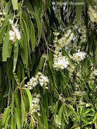 Image result for Melaleuca leucadendron
