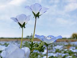 コアラモード． 『ネモフィラ』 【完全生産限定版cd +dvd】 disc１ 1.ネモフィラ 2.ちゃんと手をつなごう 3.わたしの願いごと 4.ネモフィラ (instrumental) disc２ ネモフィラ (music video) いとしさぶ. å›½å–¶æ˜­å'Œè¨˜å¿µå…¬åœ'ã®ãƒãƒ¢ãƒ•ã‚£ãƒ©ç•'2019 é'ç©ºã¨èŠ±ã®ã‚³ãƒ©ãƒœãƒ¬ãƒ¼ã‚·ãƒ§ãƒ³ãŒç¾Žã—ã„ å¤šæ'©ã£ã·