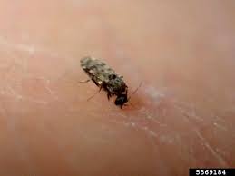 How do you get rid of midges in the house? What Are No See Ums Learn How To Get Rid Of Biting Midges