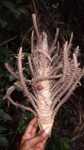 Image result for Rinorea laurentii