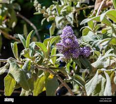 Image result for Psammotropha myriantha