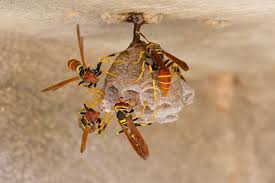 Provides expert extermination at affordable rates. Alliance Pest Services Pest Control Sarasota Complete Pest Solutions