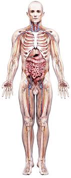 The standard position in which the body is standing with feet together, arms to the side, and head, eyes, and palms facing forward. Body Map Full Health Screening London Uk