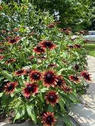 Image result for Rothia hirsuta