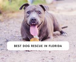 Highlands county, sebring, fl id: Best Dog Rescue In Florida 2021 Top 6 Picks We Love Doodles