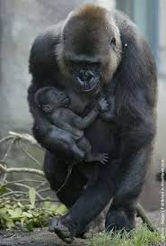 Pin On Pet Pics I Like Group Board