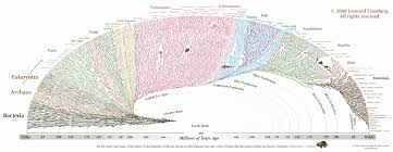 evolution chart bacteria to humans in only 3 5 billion years