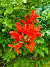 Image result for Tecoma capensis