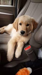 Pinterest ѕymmyeyaѕaℓyettyeℓ Http Go Jeremy974 Jeromedu2630 2 1tpe Net Dogs Golden Retriever Golden Retriever Puppies