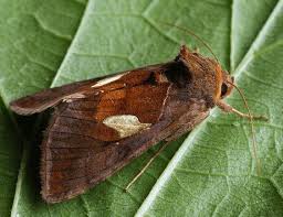 Image result for Autographa excelsa