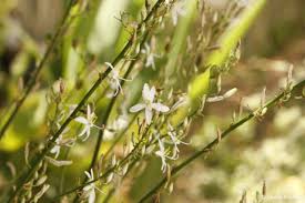 Image result for Chlorophytum krookianum