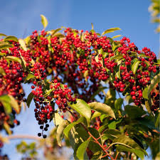 Image result for Prunus serotina