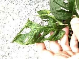 The following relationships have been collated from the published literature (see 'references'). Mosaic Virus Symptoms And Treatments Plantophiles