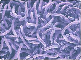 Water Borne Diseases