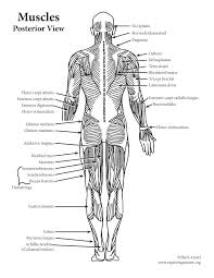 Back of the head muscle structure and nerve system diagram. About Muscles