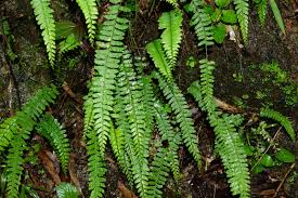 Image result for Lindsaeaceae