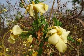 Image result for Gardenia ternifolia