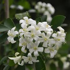 We did not find results for: How To Grow Night Blooming Jasmine Plant Instructions