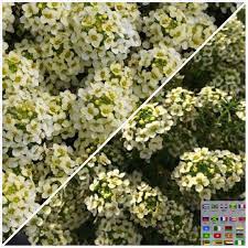 Alyssum Seeds Easter Bonnet Lemonade Excellent Edging Plant Intense Flowers Aniceaddition Tothegarden Annualthatm Edging Plants Alyssum Fragrant Flowers