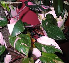 Plantfiles Pictures Blushing Philodendron Red Leaf Philodendron Pink Princess Philodendron Erubescens By Katwoman77 Philodendron Shade Plants Plants