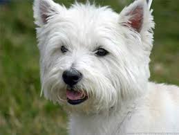 Top 10 Non Shedding Dogs Top 10 Dog Breeds That Don T Shed Westie Terrier Honden Hondjes