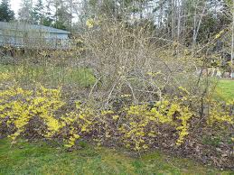 Bulletin 2513 Pruning Forsythias In Maine Cooperative Extension Publications University Of Maine Cooperative Extension
