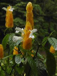 Image result for Pachystachys lutea