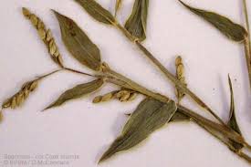 Image result for Urochloa reptans
