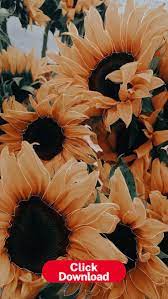 Yelflor Phone Wallapers Hd Download Sunflower Iphone Wallpaper Iphone Wallpaper Yellow Sunflower Wallpaper